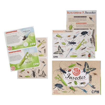 Kiquimank ? Insectes