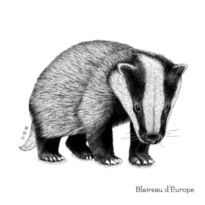 Carte postale avec enveloppe - Blaireau d'Europe