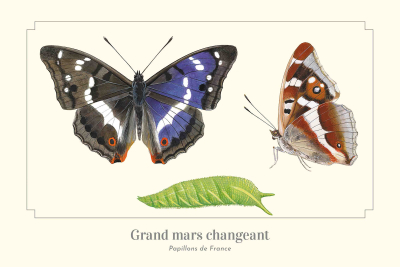 Carte postale naturaliste - Grand mars changeant