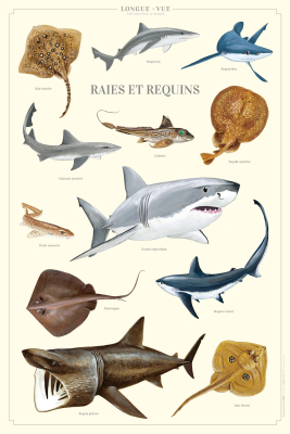 Affiche 40 x 60 cm - Raies et requins