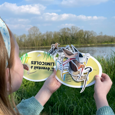 Éventail pédagogique LPO - Identifier les limicoles