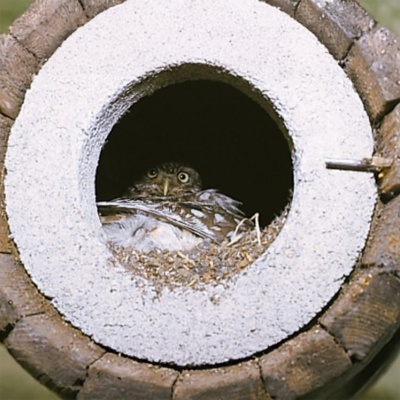 Nichoir Schwegler N°20B pour chevêche d'Athéna