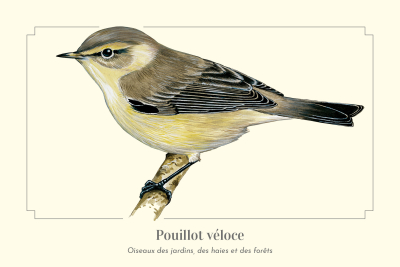 Carte postale naturaliste - Pouillot véloce