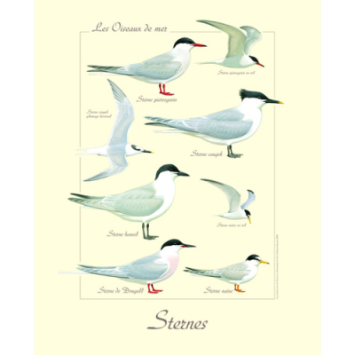 Affiche naturaliste, Sternes