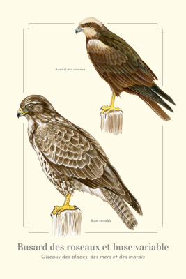 Carte postale simple 10 x 15 cm - Busard des roseaux et Buse variable