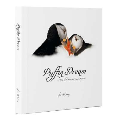 Puffin Dreams