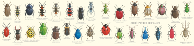 Carte Postale double 21 x 10 cm - Coléoptères de France