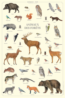 Affiche 40 x 60 cm - Animaux des forêts