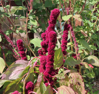 Graines Bio Amarante Éléphant Rouge