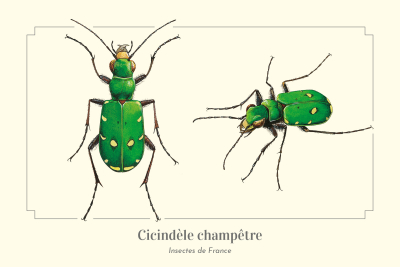 Carte postale naturaliste - Cicindèle champêtre