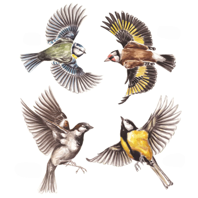 Anti-collisions électrostatiques Oiseaux des jardins - Lot de 4