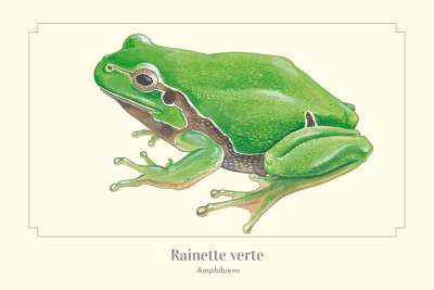 Carte Postale simple 10 x 15 cm Rainette verte