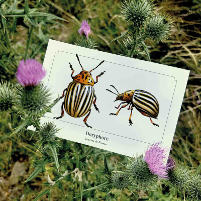 Carte postale naturaliste - Doryphore