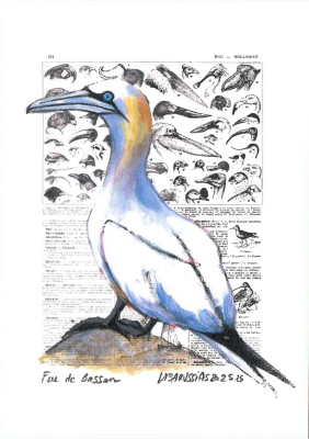 Carte postale collection d'art - Fou de Bassan