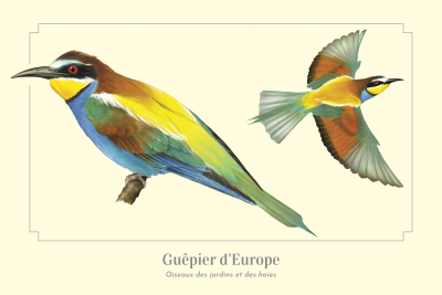 Carte postale 10 x 15 cm - Guêpier d'Europe