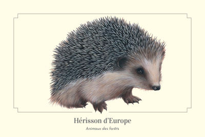 Carte postale naturaliste - Hérisson d'Europe