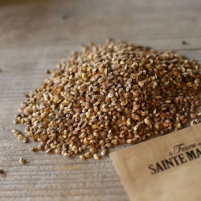 Graines Bio Engrais vert - Sainfoin Vivace 10 m²