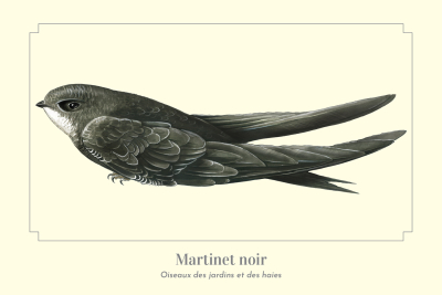 Carte Postale simple 10 X 15 cm Martinet noir