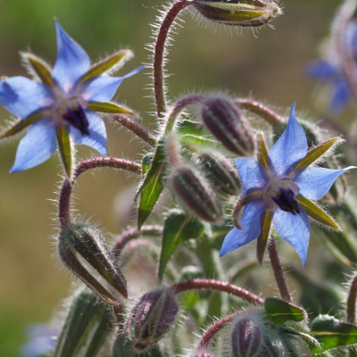 Graines Bio Bourrache officinale