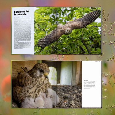 Le faucon de l'espoir