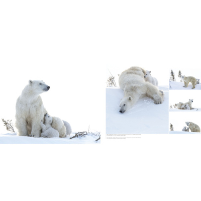 Wapusk, Ours Polaires