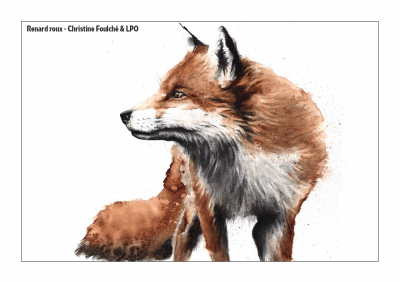 Carte postale LPO 10 x 15 cm - Renard roux