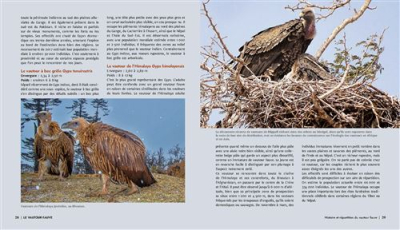 Le Vautour fauve