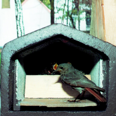 Nichoir Schwegler 2HW semi-ouvert