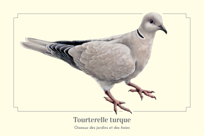 Carte postale naturaliste - Tourterelle turque