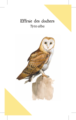 Reconnaître les Oiseaux de nos jardins