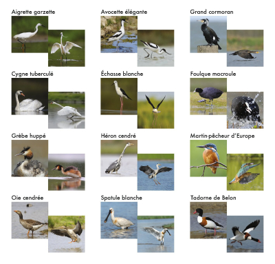 Memolo XL - 12 oiseaux des marais