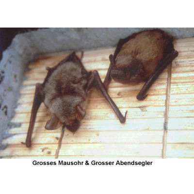 Gîte chauve-souris de façade Schwegler 1FQ