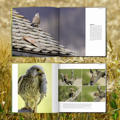 Le faucon de l'espoir