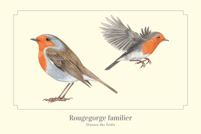 Carte Postale simple 10 X 15 cm Rougegorge