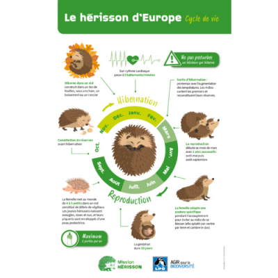Affiche LPO Hérisson - Cycle de vie