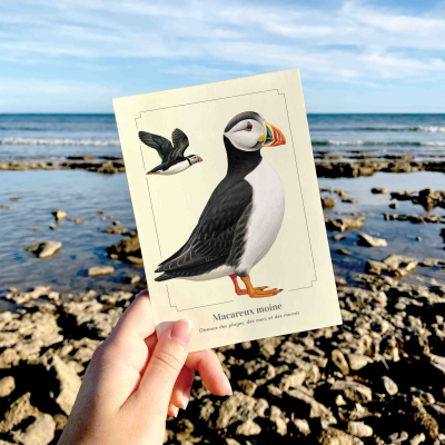 Carte Postale simple 10 X 15 cm Macareux moine
