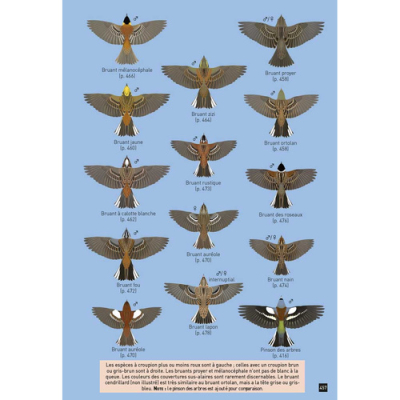 Cahier d'identification des Passereaux d'Europe en Vol