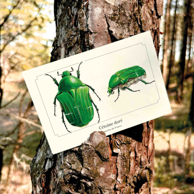 Carte postale naturaliste - Cétoine dorée