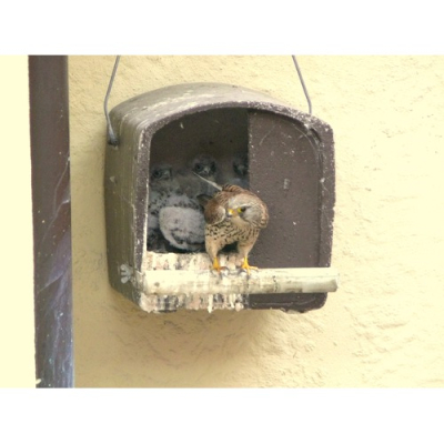 Nichoir Schwegler N°28 Faucon crécerelle