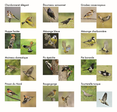 Memolo XL - 12 oiseaux des jardins
