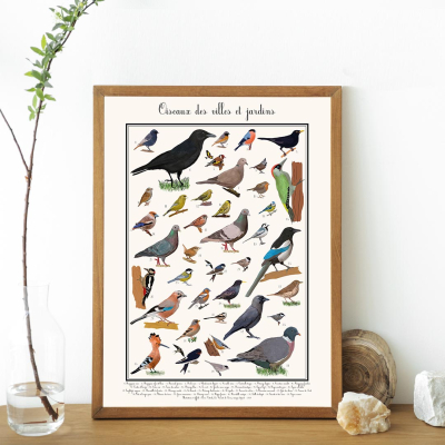 Affiche Oiseaux des villes et jardins, 30 x 40 cm