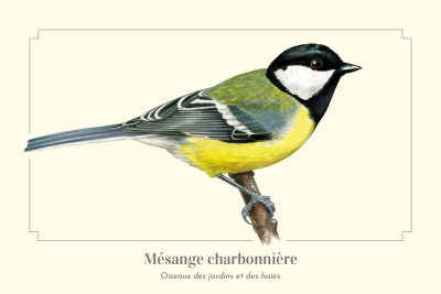 Carte Postale simple 10 x 15 cm Mésange charbonnière