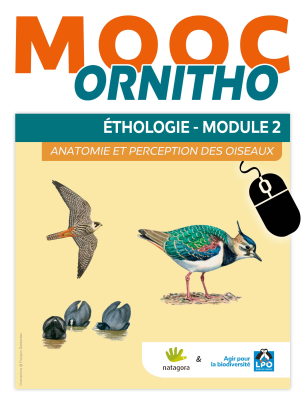 MOOC Ornitho Ethologie - Module 2 (Anatomie et perception des oiseaux)