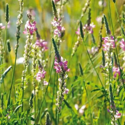 Graines Bio Engrais vert - Sainfoin Vivace 10 m²