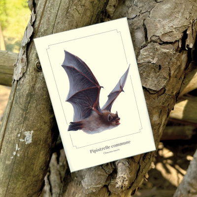 Carte postale simple 10 x 15 cm - Pipistrelle