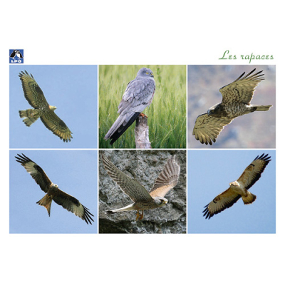 Cartes postales Oiseaux de chez nous