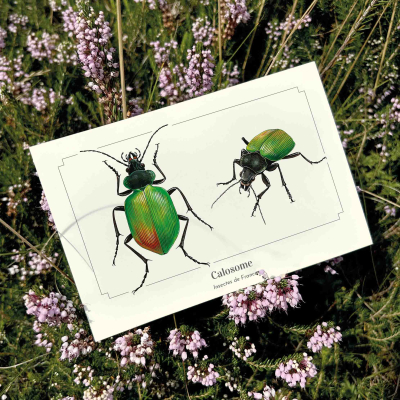 Carte postale naturaliste - Calosome