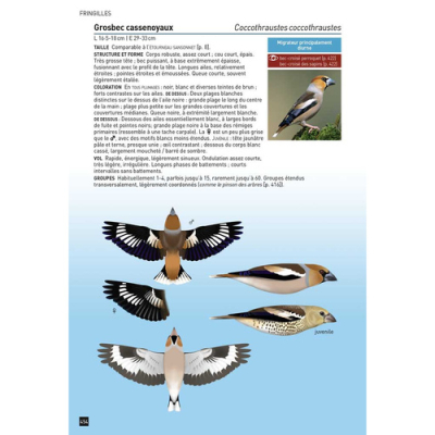 Cahier d'identification des Passereaux d'Europe en Vol