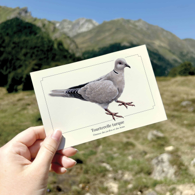 Carte postale naturaliste - Tourterelle turque
