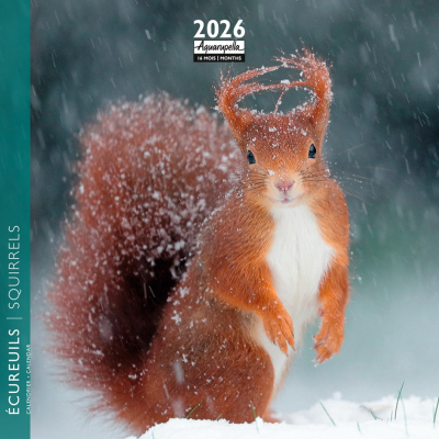 Calendrier 2026 Écureuils 16,5 x 16,5 cm